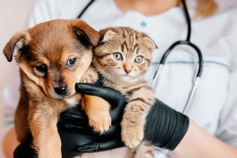 Why You Should Take Your Pets to TCAP: Quality Care That Doesn’t Break the Bank