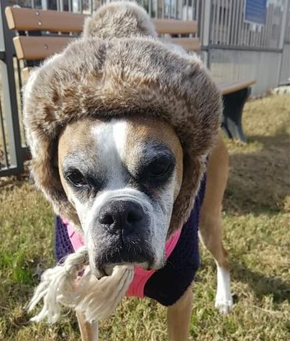 Lola’s Legacy: The Inspiration for Silver Paws Resort